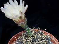 Gymnocalycium kieslingii JLcoll.1926.jpg